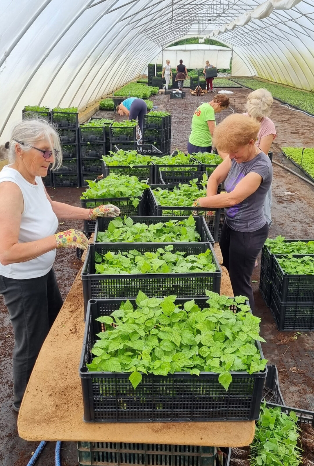 Kokosov supstrat i trest, proizvodnja sadnica maline u plasteniku