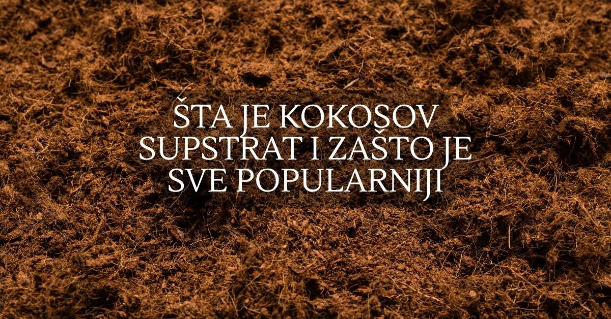 🪴 Šta je kokosov supstrat i zašto je sve popularniji u poljoprivredi
