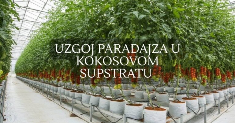 Uzgoj paradajza u kokosovom supstratu